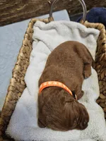 Blaze, a male Labradoodle for sale in Chelsea, MI – 2 of 5