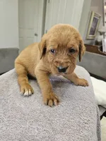 Scout, a male Labradoodle for sale in Chelsea, MI – 9 of 9