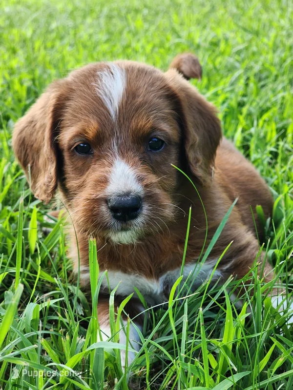 Future – Labradoodle puppy for sale in Chelsea, MI