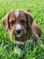 Future, a  Labradoodle for sale in Chelsea, MI – 1 of 7