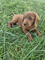Blaze, a male Labradoodle for sale in Chelsea, MI – 2 of 9
