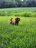 Future, a  Labradoodle for sale in Chelsea, MI – 5 of 7