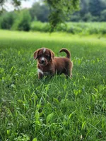 Future, a  Labradoodle for sale in Chelsea, MI – 6 of 7