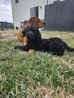 Taffy, a female Labradoodle for sale in Chelsea, MI – Photo 5 of 7
