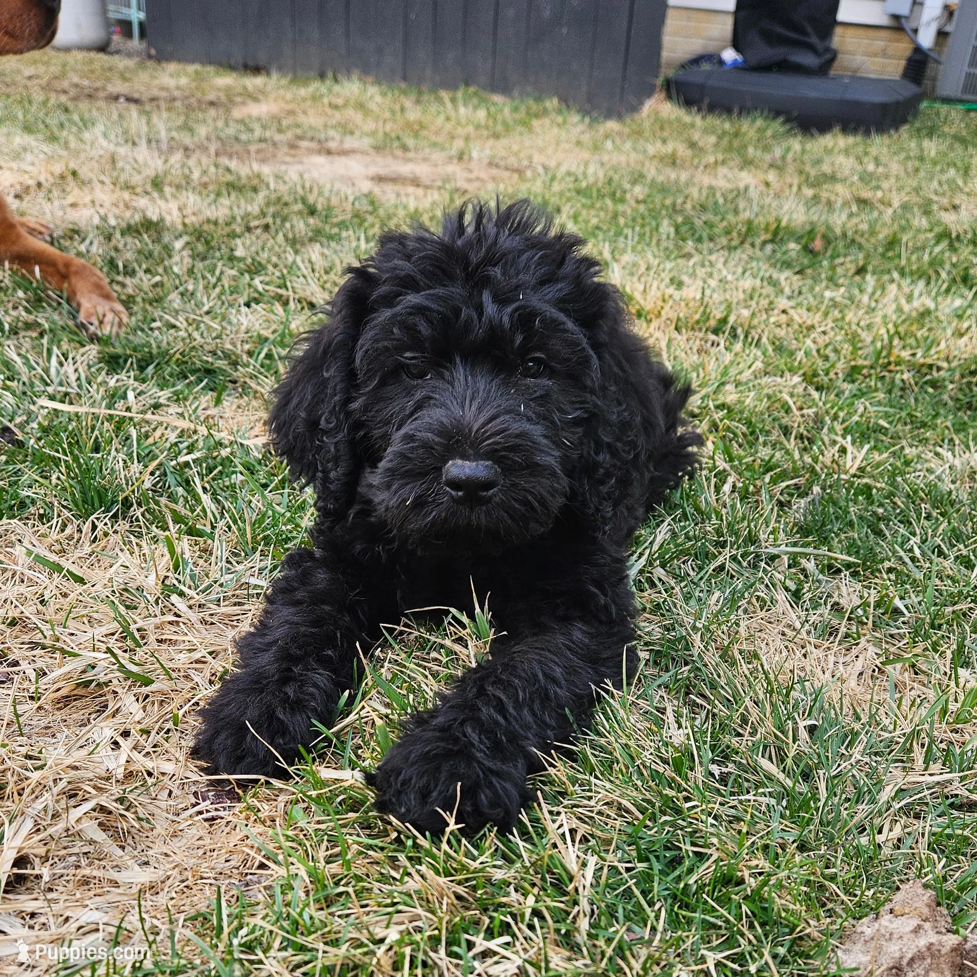 Taffy – Labradoodle puppy for sale in Chelsea, MI