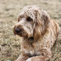 Taffy, a female Labradoodle for sale in Chelsea, MI – Photo 7 of 7