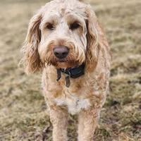 Taffy, a female Labradoodle for sale in Chelsea, MI – Photo 6 of 7