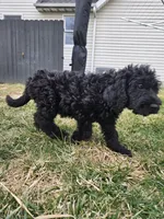 Taffy, a female Labradoodle for sale in Chelsea, MI – Photo 2 of 7