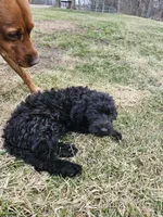 Taffy, a female Labradoodle for sale in Chelsea, MI – Photo 4 of 7