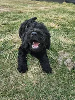 Taffy, a female Labradoodle for sale in Chelsea, MI – Photo 3 of 7