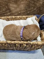 Nevada, a female Labradoodle for sale in Chelsea, MI – 6 of 7