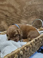 Cowboy, a male Labradoodle for sale in Chelsea, MI – 3 of 7