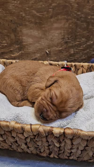 Ranger, a male Labradoodle for sale in Chelsea, MI – 6 of 6