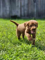 Future, a  Labradoodle for sale in Chelsea, MI – 4 of 7