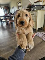 Wrangler, a male Labradoodle for sale in Chelsea, MI – Photo 1 of 10