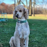 Wrangler, a male Labradoodle for sale in Chelsea, MI – Photo 8 of 10