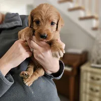 Wrangler, a male Labradoodle for sale in Chelsea, MI – Photo 6 of 10