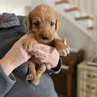Wrangler, a male Labradoodle for sale in Chelsea, MI – Photo 7 of 10