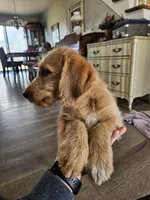 Wrangler, a male Labradoodle for sale in Chelsea, MI – Photo 2 of 10