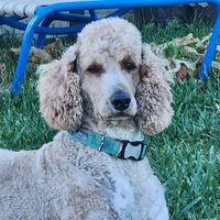 Wrangler, a male Labradoodle for sale in Chelsea, MI – Photo 10 of 10