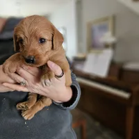 Wrangler, a male Labradoodle for sale in Chelsea, MI – Photo 4 of 10