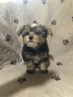 Jinx, a female Yorkshire Terrier and Morkie for sale in Webster, FL – 1 of 3