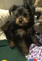 Prettyboy, a male Yorkshire Terrier for sale in Webster, FL – 4 of 5