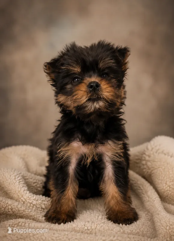 Prettyboy – Yorkshire Terrier puppy for sale in Webster, FL