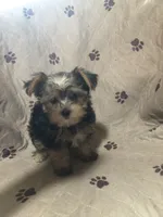 Jinx, a female Yorkshire Terrier and Morkie for sale in Webster, FL – 2 of 3