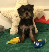 Prettyboy, a male Yorkshire Terrier for sale in Webster, FL – 6 of 6