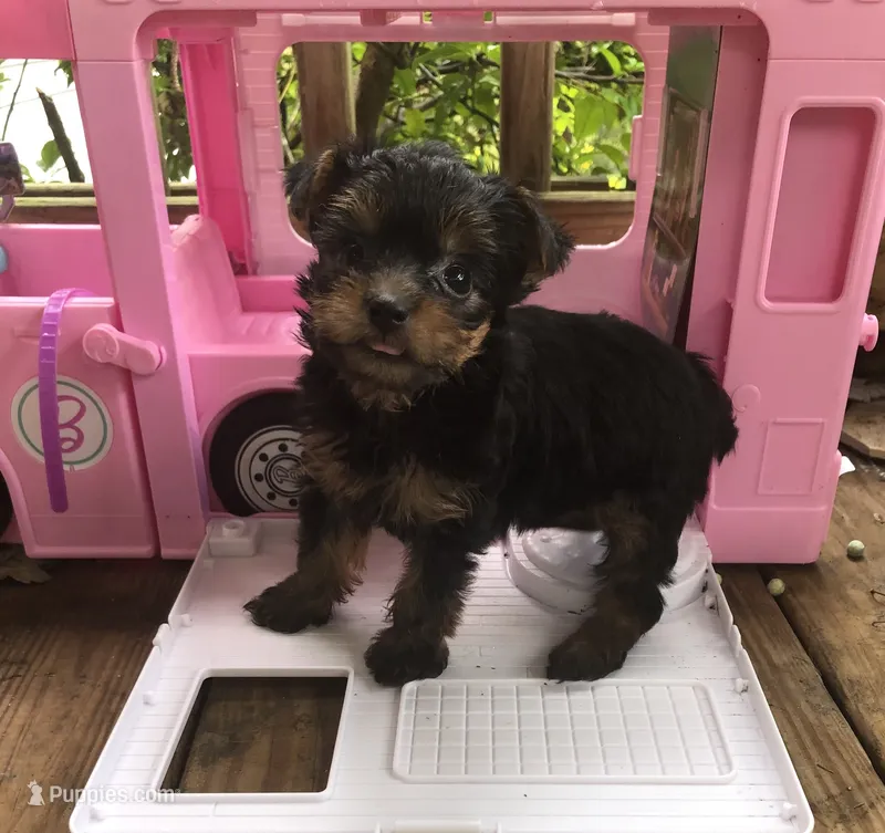 Yauna – Yorkshire Terrier puppy for sale in Webster, FL