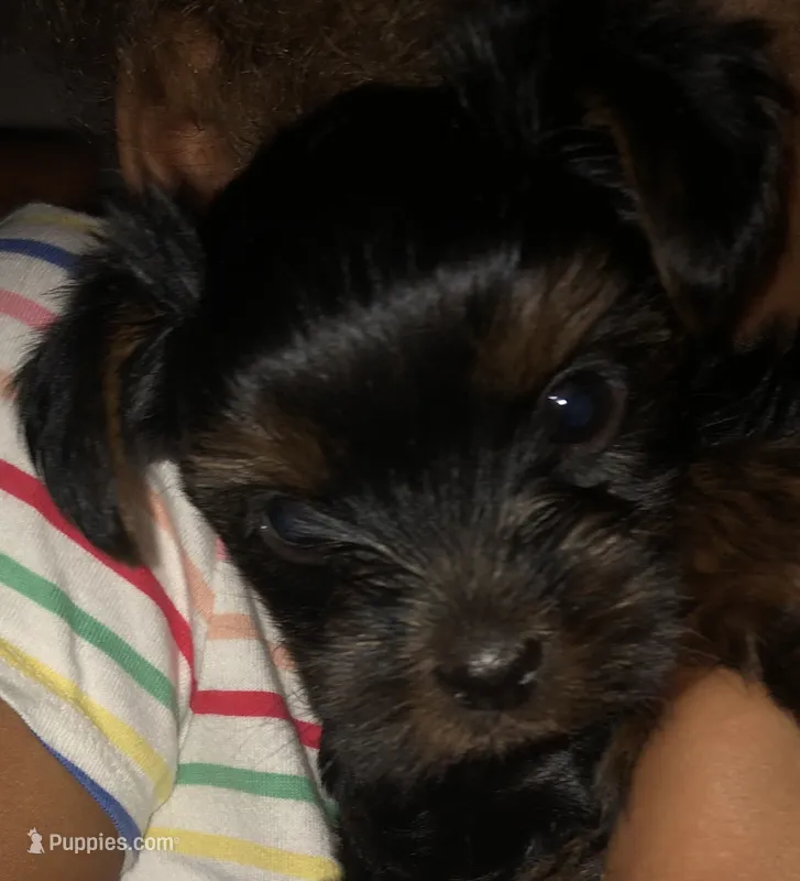 Prettyboy – Yorkshire Terrier puppy for sale in Webster, FL