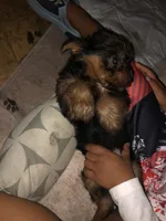 Prettyboy, a male Yorkshire Terrier for sale in Webster, FL – 5 of 5