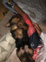 Prettyboy, a male Yorkshire Terrier for sale in Webster, FL – 3 of 5