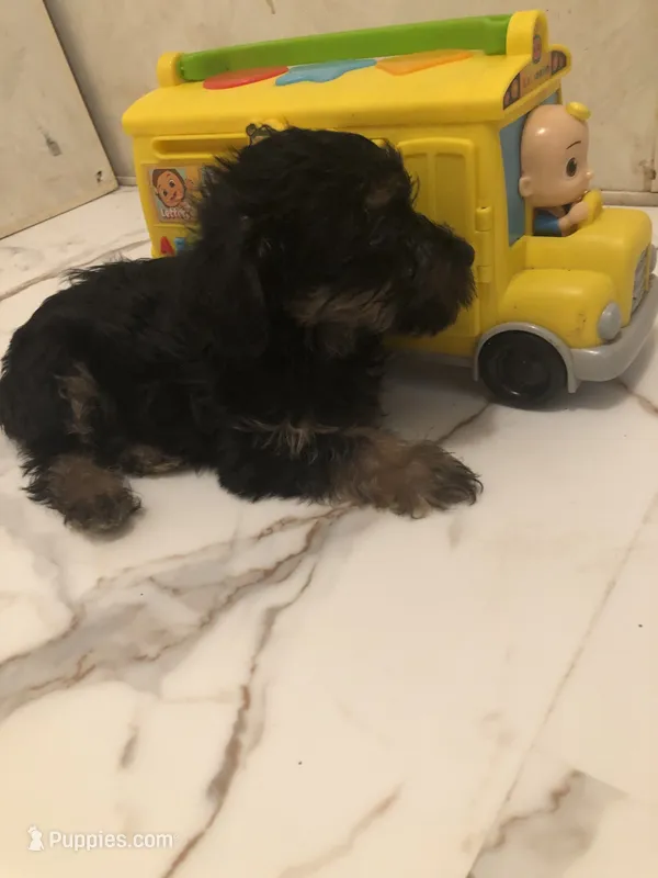 Blast – Morkie puppy for sale in Webster, FL