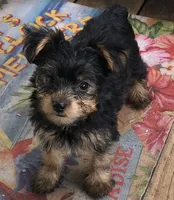 Yauna, a female Yorkshire Terrier for sale in Webster, FL – 2 of 2