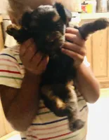 Prettyboy, a male Yorkshire Terrier for sale in Webster, FL – 2 of 2