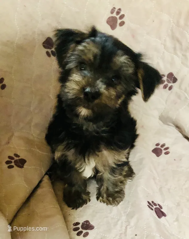 Blast – Morkie puppy for sale in Webster, FL