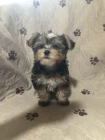 Jinx, a female Yorkshire Terrier and Morkie for sale in Webster, FL – 3 of 3