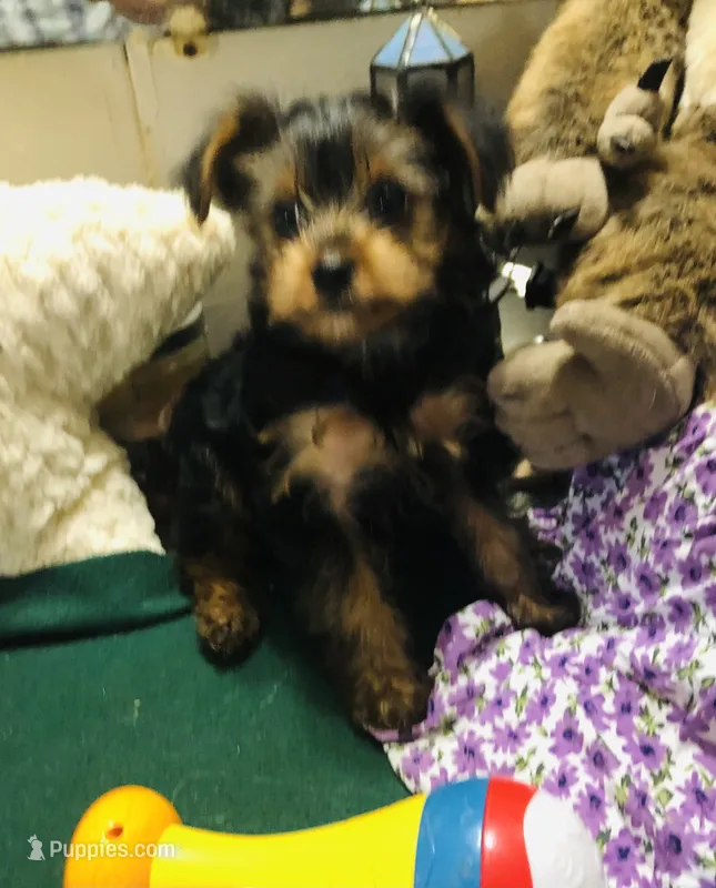 Prettyboy – Yorkshire Terrier puppy for sale in Webster, FL
