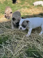 Harper , a female French Bulldog for sale in Gap, PA – 3 of 3