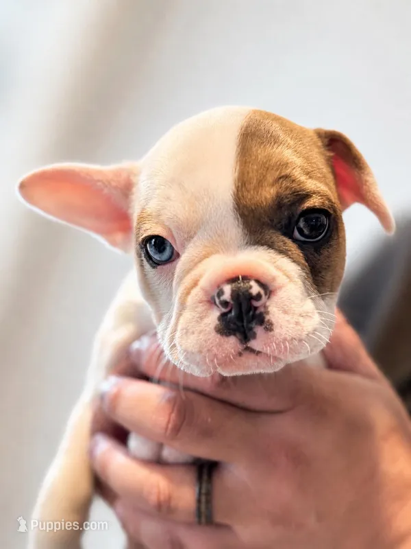 Harper , a female French Bulldog for sale in Gap, PA – 1 of 3