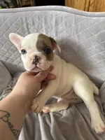 Harper , a female French Bulldog for sale in Gap, PA – 2 of 3