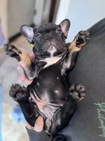 Gizmo , a male French Bulldog for sale in Gap, PA – 1 of 3