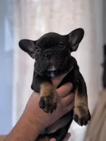 Gizmo , a male French Bulldog for sale in Gap, PA – 2 of 3