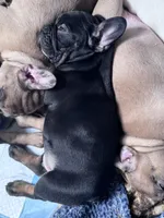 Gizmo , a male French Bulldog for sale in Gap, PA – 3 of 3