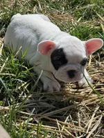 Petey , a male French Bulldog for sale in Gap, PA – 2 of 2