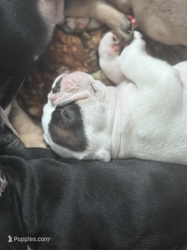 Petey , a male French Bulldog for sale in Gap, PA – 1 of 2
