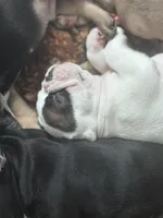 Petey , a male French Bulldog for sale in Gap, PA – 1 of 2