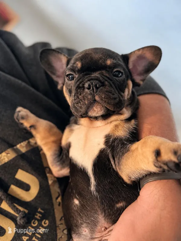 Thor , a male French Bulldog for sale in Gap, PA – 1 of 2